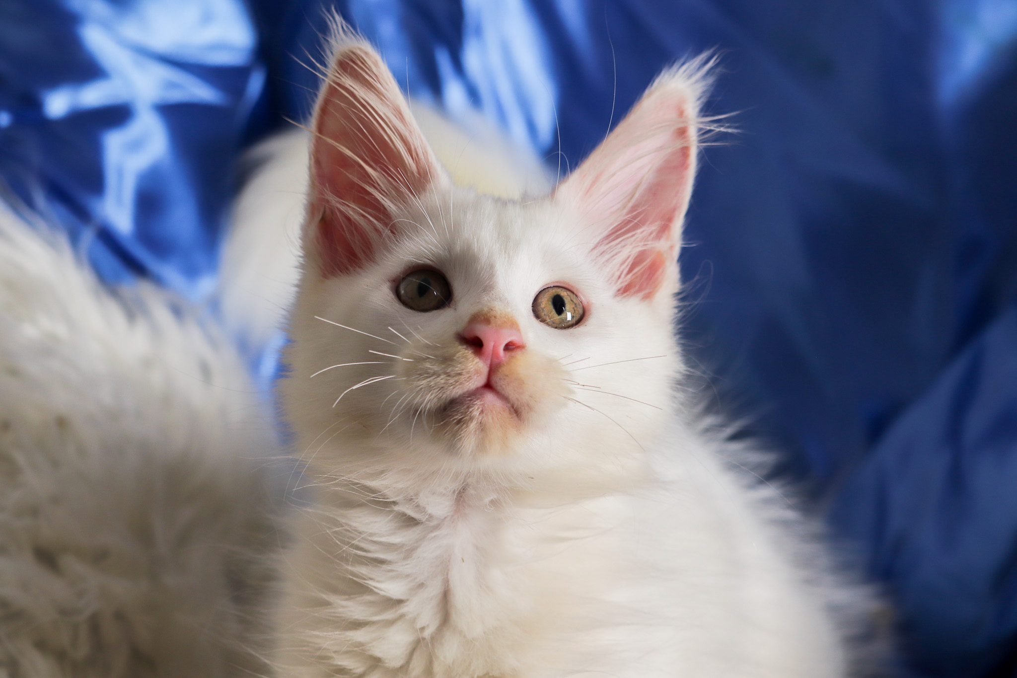 Filhote maine coon